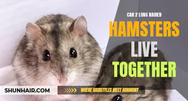 Understanding the Dynamics of Long-Haired Hamsters Living Together: What You Need to Know