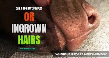 Uncovering the Truth: Can Dogs Experience Pimples or Ingrown Hairs?