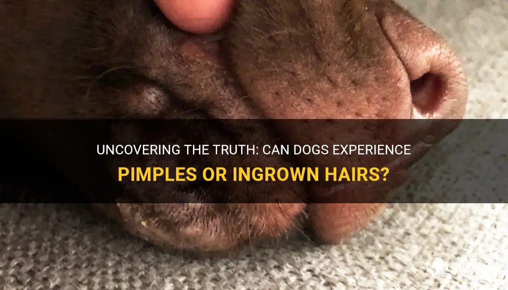 can a dog have pimples or ingrown hairs