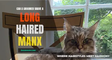Can a Groomer Safely Shave a Long-Haired Manx Cat?