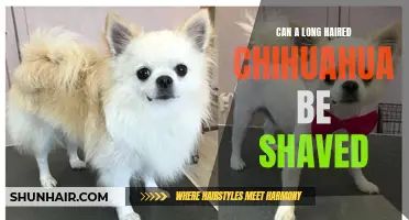 Exploring the Pros and Cons of Shaving a Long-Haired Chihuahua