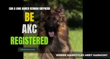 How to Register a Long-Haired German Shepherd with the AKC
