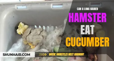 Can a Long-Haired Hamster Eat Cucumber? The Answer May Surprise You
