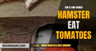 Can Long Haired Hamsters Eat Tomatoes?