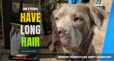 Can a Pitbull Have Long Hair: Debunking Common Misconceptions
