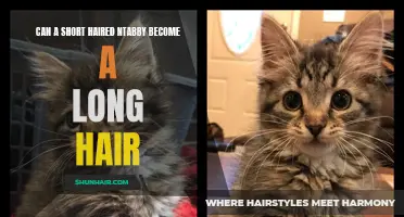 Can a Short Haired Tabby Transform into a Long Haired Beauty?