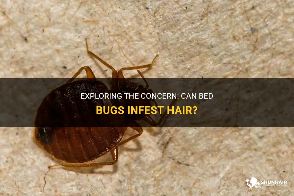 can bed bugs get in hair