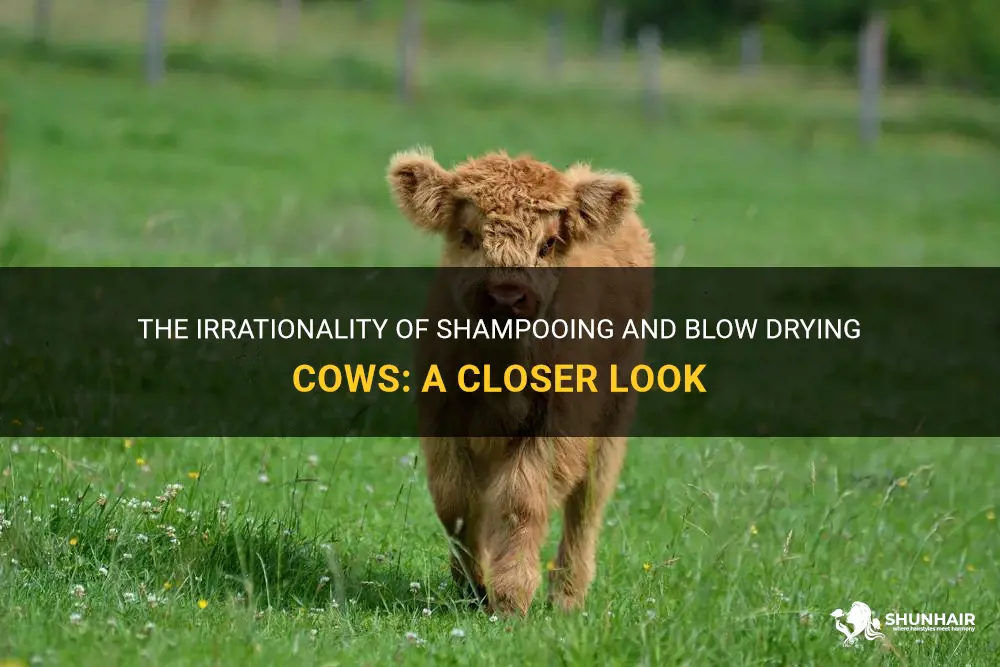 can cows be shampooed and blow dried