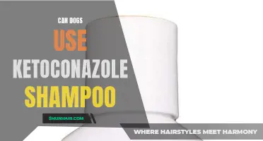 Can Dogs Benefit from Using Ketoconazole Shampoo?