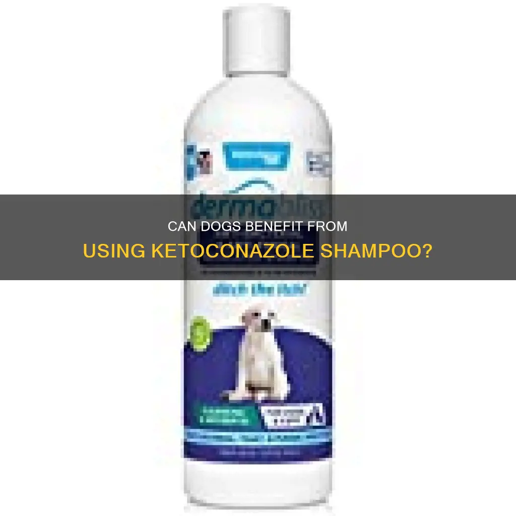 can dogs use ketoconazole shampoo