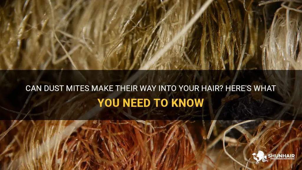can dust mites go in your hair