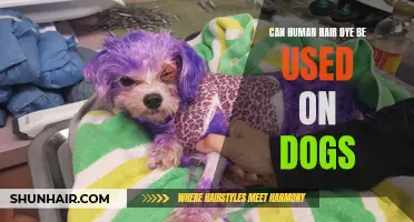 Can Human Hair Dye Safely Be Used on Dogs?