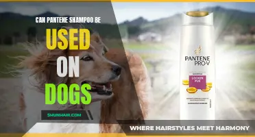 Can Pantene Shampoo Safely Be Used on Dogs?