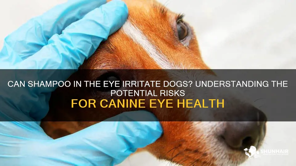 can shampoo in eye irritate dogs