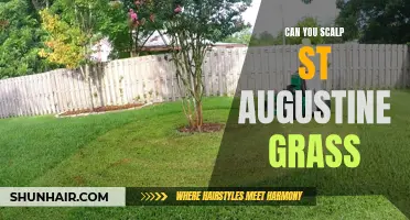 Getting to the Root of Scalping St. Augustine Grass