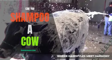 Exploring the Curious Conundrum: Can You Shampoo a Cow?