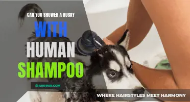 Is It Safe to Shower a Husky with Human Shampoo?