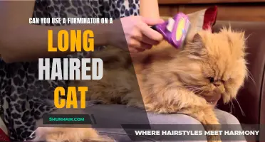 The Benefits of Using a Furminator on a Long-Haired Cat