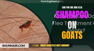 Using Dog Flea Shampoo on Goats: Is It Safe and Effective?