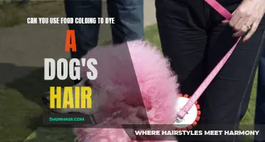 How to Use Food Coloring to Dye a Dog's Hair Safely