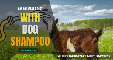 Can You Safely Wash a Goat with Dog Shampoo?