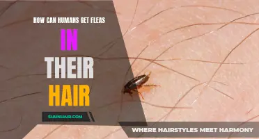 The Surprising Ways Humans Can Get Fleas in Their Hair