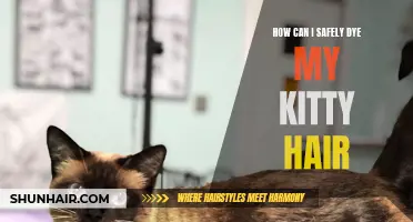 The Best Practices for Safely Dyeing Your Kitty's Hair