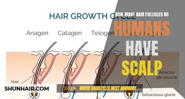 The Science Behind the Abundance of Hair Follicles on the Human Scalp