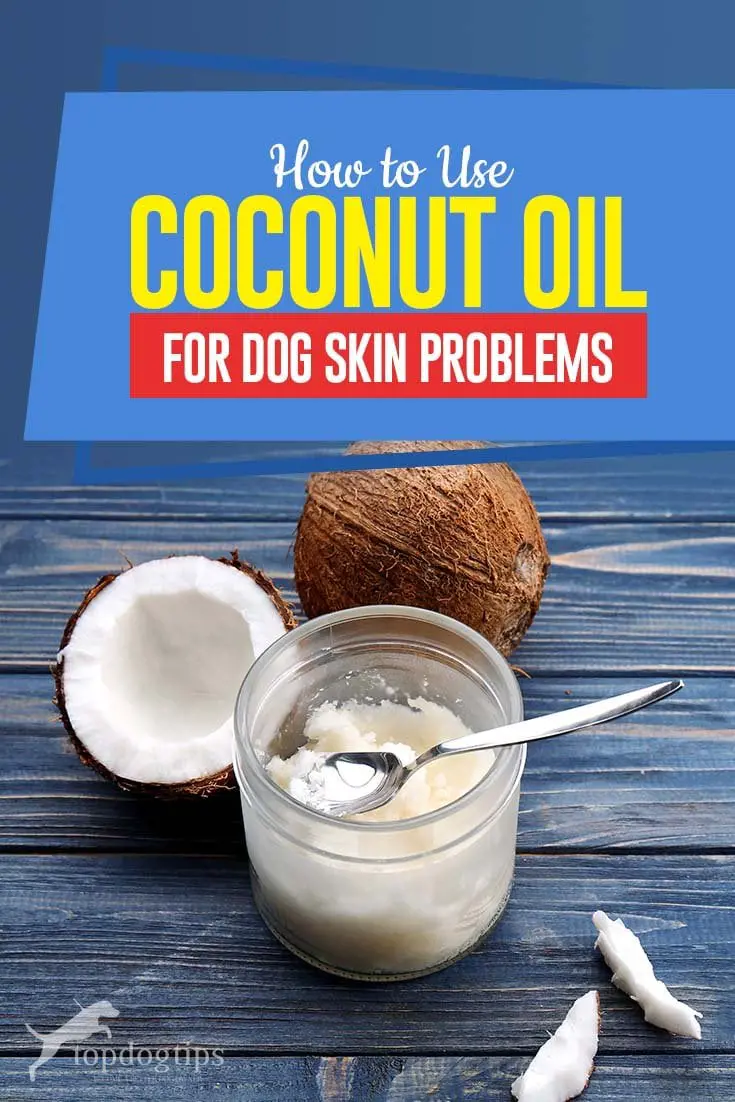 Why Adding Coconut Oil To Your Dog's Shampoo Might Benefit Their Coat ...