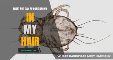 Common Bugs That Can Cause Dark Brown Hair Infestations