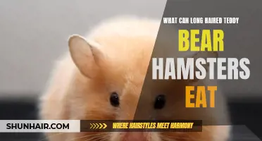 The Best Foods for Long Haired Teddy Bear Hamsters