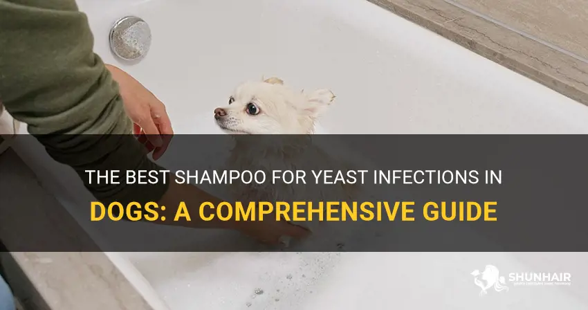 what dog shampoo is best for yeast infection
