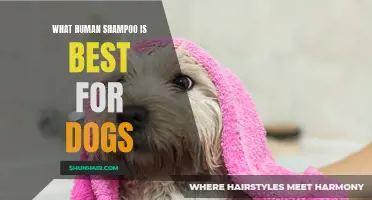 The Best Shampoos for Dogs: Finding the Perfect Human Shampoo