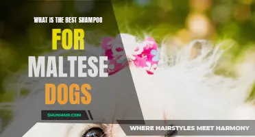 The Best Shampoo for Maltese Dogs: A Guide to Keeping Their Coats Clean and Healthy