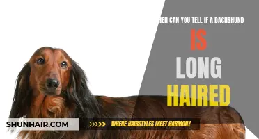 How to Determine if a Dachshund is Long-Haired