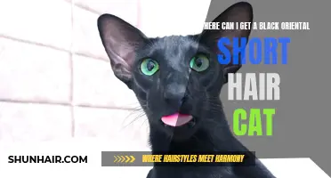 Where to Find a Black Oriental Shorthair Cat: A Guide to Owning this Rare and Elegant Breed