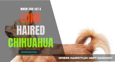 Where to Find a Long-Haired Chihuahua: Your Guide to Getting the Perfect Pet
