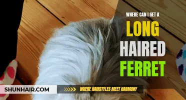 Finding Your Perfect Companion: Where to Find a Long Haired Ferret